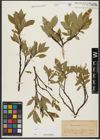 Foto von Salix hastata L.